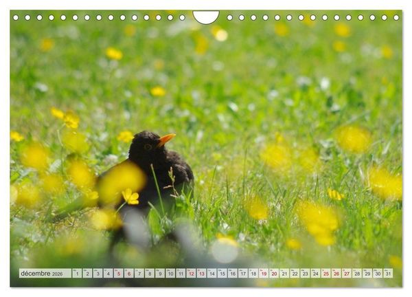 Produktbild: Oiseaux libres et sauvages (Calendrier mural 2026 DIN A4 vertical), CALVENDO calendrier mensuel
