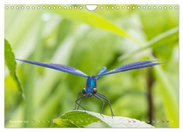 Produktbild: Naturwunder Libellen (Wandkalender 2026 DIN A4 quer), CALVENDO Monatskalender