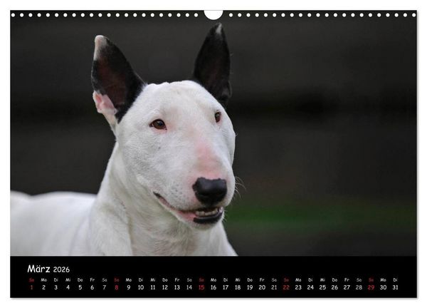 Produktbild: Bullterrier (Wandkalender 2026 DIN A3 quer), CALVENDO Monatskalender