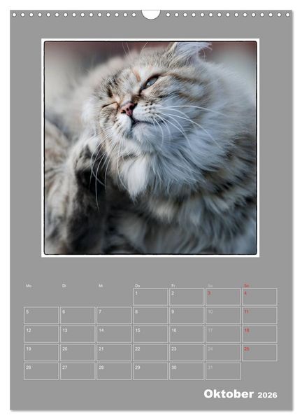 Produktbild: Katzen Blues / Planer (Wandkalender 2026 DIN A3 hoch), CALVENDO Monatskalender