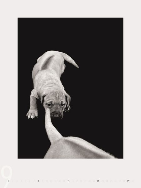 Produktbild: Dogs 2013 - Ruth Marcus