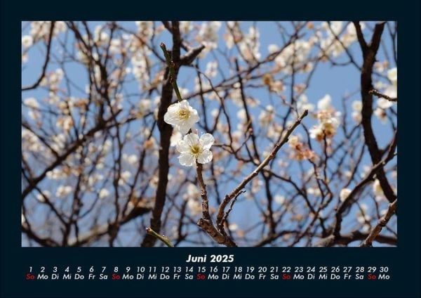 Produktbild: B&auml;ume 2025 Fotokalender DIN A4