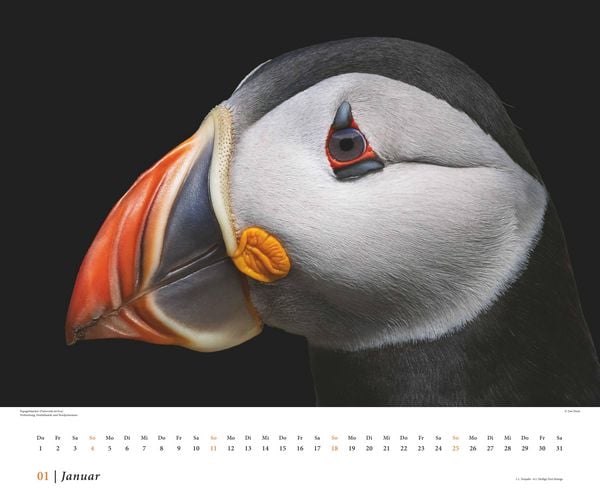Produktbild: Tim Flach: Vögel 2026 – Posterkalender von DUMONT– Vogel-Porträts von Tim Flach – Poster-Format 50 x 70 cm