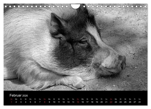 Produktbild: Das Leben der Schweine (Wandkalender 2026 DIN A4 quer), CALVENDO Monatskalender