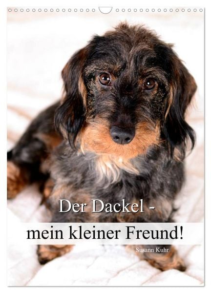 Produktbild: Der Dackel - mein kleiner Freund (Wandkalender 2026 DIN A3 hoch), CALVENDO Monatskalender