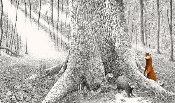 Produktbild: Versteckt im Wald