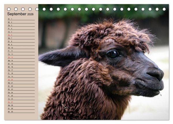 Produktbild: Alpakas und Lamas (Tischkalender 2026 DIN A5 quer), CALVENDO Monatskalender