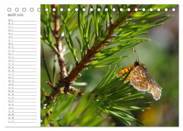 Produktbild: Dans le jardin des papillons (Calendrier de bureau 2026 DIN A5 vertical), CALVENDO calendrier mensuel