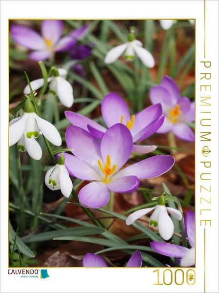 Produktbild: CALVENDO Puzzle Schneegl&ouml;ckchen und Krokusse | 1000 Teile Lege-Gr&ouml;&szlig;e 64x48cm Foto-Puzzle f&uuml;r gl&uuml;ckliche Stunden