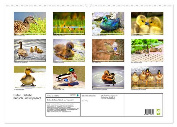 Produktbild: Enten. Beliebt, h&uuml;bsch und imposant (Wandkalender 2026 DIN A2 quer), CALVENDO Monatskalender