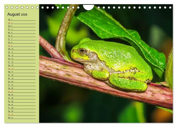 Produktbild: Frosch m&uuml;sste man sein! (Wandkalender 2026 DIN A4 quer), CALVENDO Monatskalender