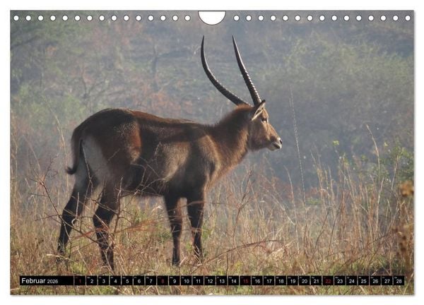 Produktbild: Afrikas Perle Uganda (Wandkalender 2026 DIN A4 quer), CALVENDO Monatskalender