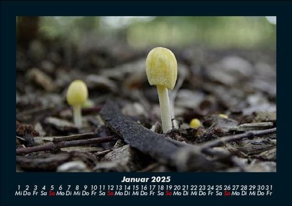 Produktbild: Pilzkalender 2025 Fotokalender DIN A5