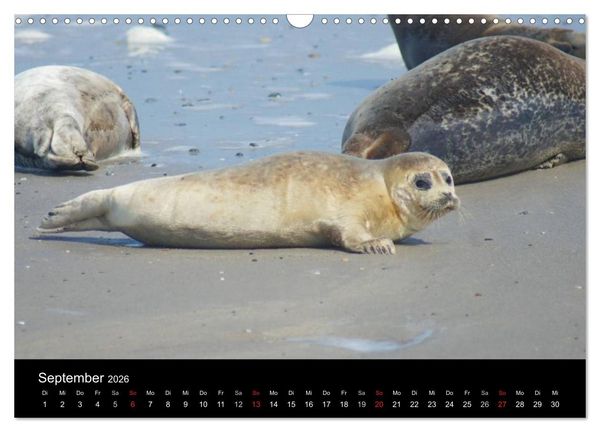 Produktbild: Verspielte Robben (Wandkalender 2026 DIN A3 quer), CALVENDO Monatskalender
