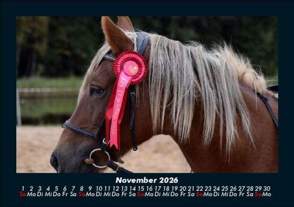 Produktbild: Pferde Kalender 2026 Fotokalender DIN A5