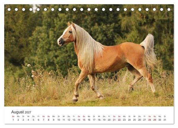 Produktbild: Haflinger - blonde Sch&ouml;nheiten (Tischkalender 2027 DIN A5 quer), CALVENDO Monatskalender