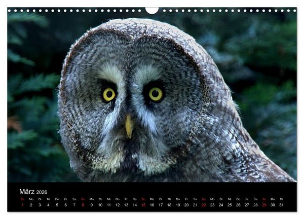 Produktbild: Greifv&ouml;gel (Wandkalender 2026 DIN A3 quer), CALVENDO Monatskalender