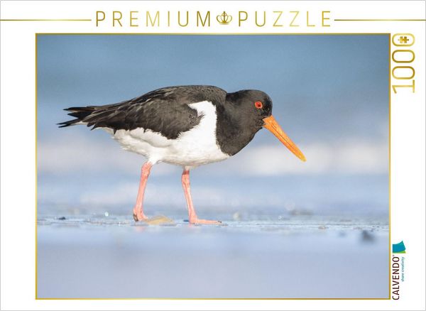 Produktbild: CALVENDO Puzzle Austernfischer (Oystercatcher) | 1000 Teile Lege-Gr&ouml;&szlig;e 64x48cm Foto-Puzzle f&uuml;r gl&uuml;ckliche Stunden