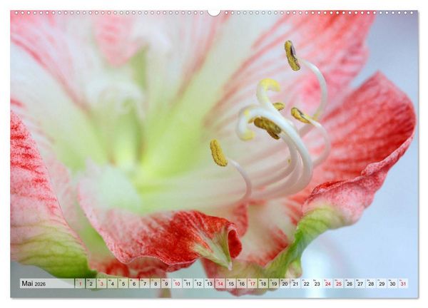 Produktbild: Amaryllis-Bl&uuml;ten (Wandkalender 2026 DIN A2 quer), CALVENDO Monatskalender
