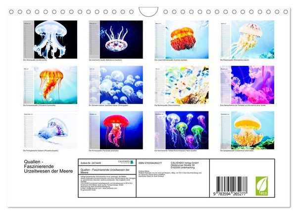 Produktbild: Quallen - Faszinierende Urzeitwesen der Meere (Wandkalender 2027 DIN A4 quer), CALVENDO Monatskalender