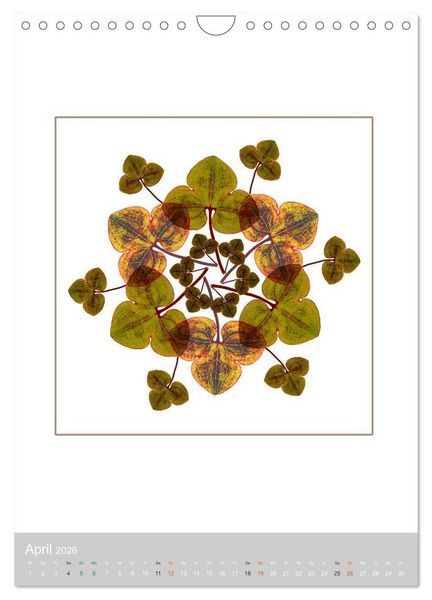 Produktbild: Pflanzen - Mandalas aus Bl&uuml;ten und Bl&auml;ttern (Wandkalender 2026 DIN A4 hoch), CALVENDO Monatskalender