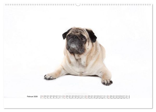 Produktbild: Mops - unwiderstehlich und charmant (hochwertiger Premium Wandkalender 2026 DIN A2 quer), Kunstdruck in Hochglanz