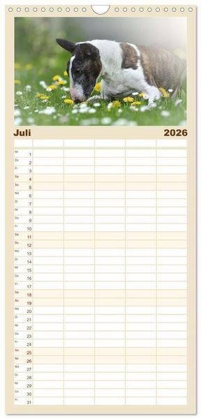 Produktbild: Familienplaner 2026 - Bullterrier - charmante Herzensbrecher mit 5 Spalten (Wandkalender, 21 x 45 cm) CALVENDO