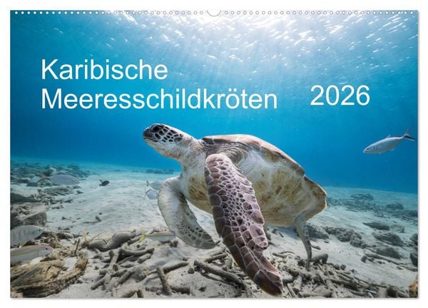 Produktbild: Karibische Meeresschildkr&ouml;ten (Wandkalender 2026 DIN A2 quer), CALVENDO Monatskalender