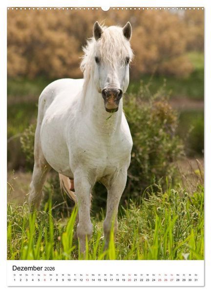 Produktbild: Camargue Pferde - wei&szlig;e M&auml;hnen (hochwertiger Premium Wandkalender 2026 DIN A2 hoch), Kunstdruck in Hochglanz