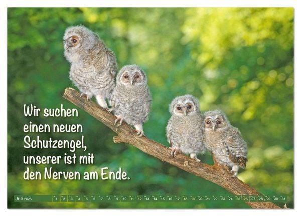 Produktbild: Die Eulen sind los: Edition lustige Tiere (Tischkalender 2026 DIN A5 quer), CALVENDO Monatskalender