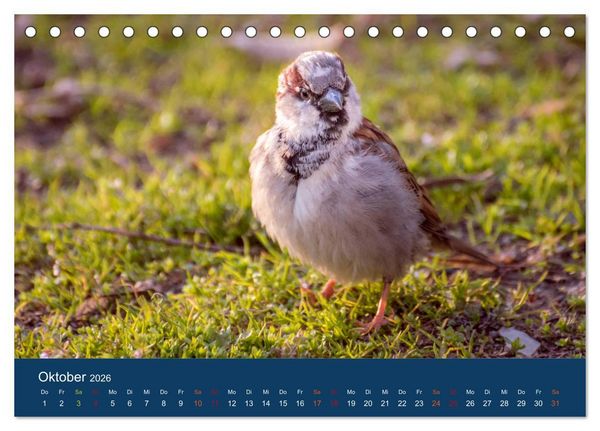 Produktbild: Spatzen-Kalender (Tischkalender 2026 DIN A5 quer), CALVENDO Monatskalender