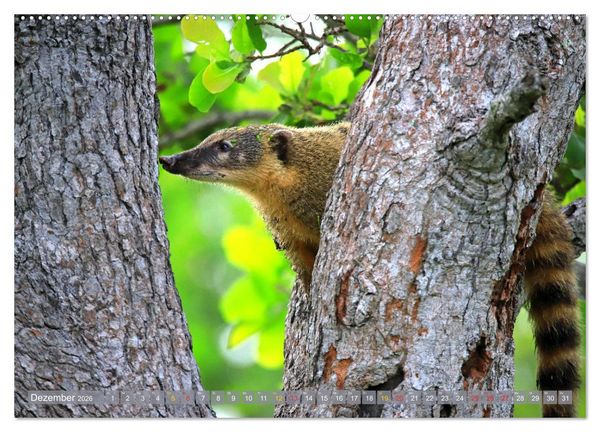 Produktbild: Tierparadies Pantanal (hochwertiger Premium Wandkalender 2026 DIN A2 quer), Kunstdruck in Hochglanz