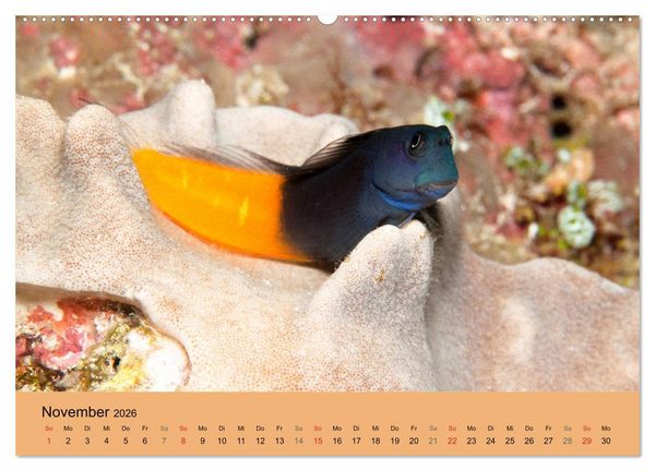 Produktbild: Meerestiere unter der Lupe - Unterwasserkalender (hochwertiger Premium Wandkalender 2026 DIN A2 quer), Kunstdruck in Hochglanz