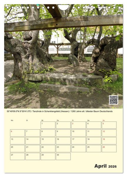 Produktbild: Uralt - Mit QR-Code und GPS zu alten B&auml;umen (Wandkalender 2026 DIN A4 hoch), CALVENDO Monatskalender