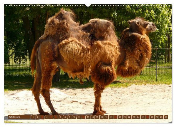 Produktbild: Kamele &bull; Dromedar & Trampeltier (Wandkalender 2026 DIN A2 quer), CALVENDO Monatskalender