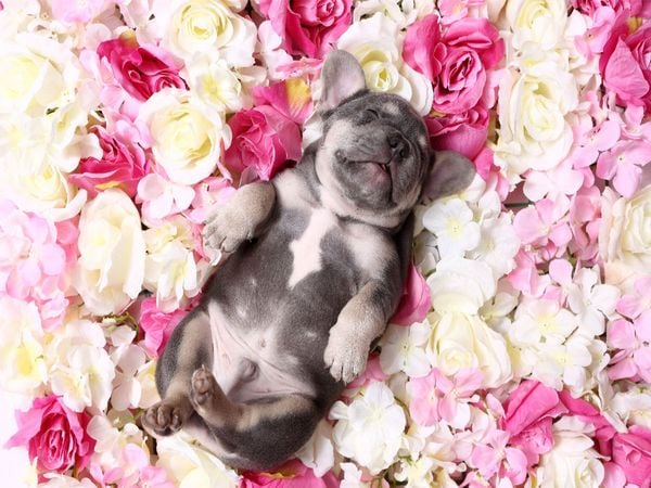Produktbild: CALVENDO Puzzle Franz&ouml;sische Bulldogge Welpe / French Bulldog Puppy 1000 Teile Lege-Gr&ouml;&szlig;e 640 x 480 cm Foto-Puzzle Bild von Jeanette Hutfluss