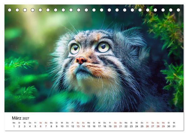 Produktbild: Gegen alles! - Pallaskatzen in ihrer Welt (Tischkalender 2027 DIN A5 quer), CALVENDO Monatskalender