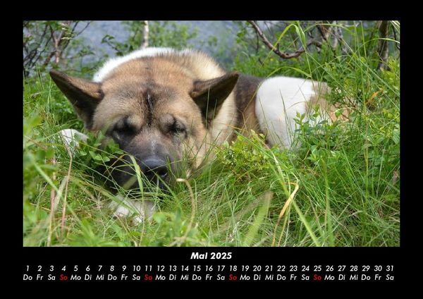 Produktbild: Der Hundekalender 2025 Fotokalender DIN A3