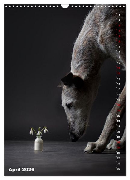 Produktbild: dogmuse deluxe (Wandkalender 2026 DIN A3 hoch), CALVENDO Monatskalender