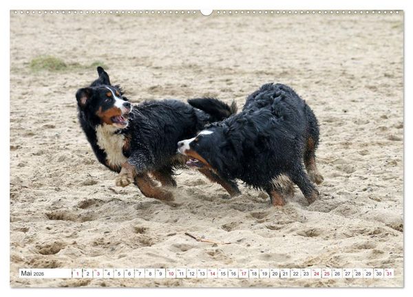 Produktbild: Berner Sennenhunde machen gl&uuml;cklich (Wandkalender 2026 DIN A2 quer), CALVENDO Monatskalender