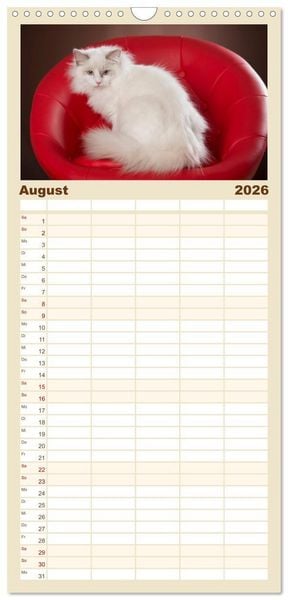 Produktbild: Familienplaner 2026 - Zauberhafte Ragdolls mit 5 Spalten (Wandkalender, 21 x 45 cm) CALVENDO