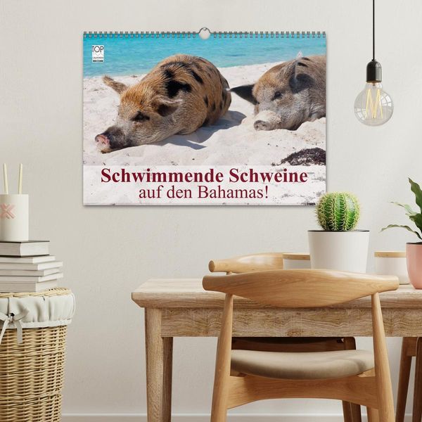 Produktbild: Schwimmende Schweine auf den Bahamas! (Wandkalender 2026 DIN A3 quer), CALVENDO Monatskalender