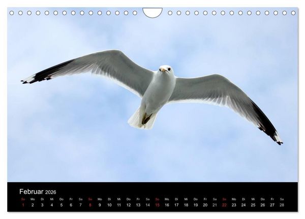 Produktbild: Amrum, Perle der Nordsee (Wandkalender 2026 DIN A4 quer), CALVENDO Monatskalender