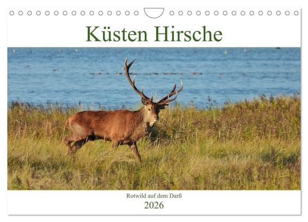 Produktbild: K&uuml;sten Hirsche - Rotwild auf dem Dar&szlig; (Wandkalender 2026 DIN A4 quer), CALVENDO Monatskalender