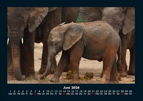 Produktbild: Elefanten Kalender 2026 Fotokalender DIN A4