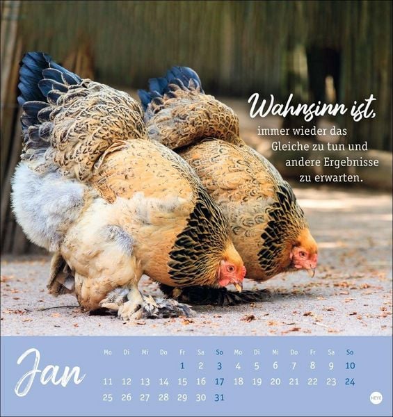 Produktbild: H&uuml;hner Postkartenkalender 2027 - Ach, du verr&uuml;cktes Huhn!