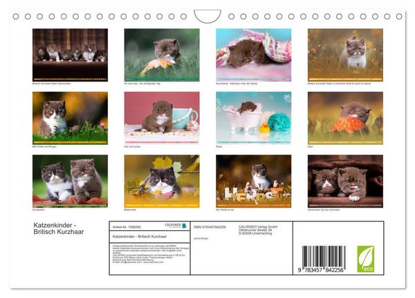 Produktbild: Katzenkinder - Britisch Kurzhaar (Wandkalender 2026 DIN A4 quer), CALVENDO Monatskalender