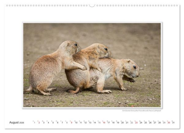Produktbild: Emotionale Momente: Tierischer Sex. (Wandkalender 2026 DIN A2 quer), CALVENDO Monatskalender