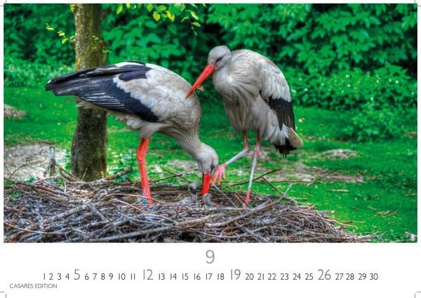 Produktbild: St&ouml;rche Kalender 2027 &ndash; Wandkalender | Fotokalender Tierkalender 35x50cm Grosses Format - Inspirierende Storch-Motive f&uuml;r Natur- und Tierkalenderliebhaber.