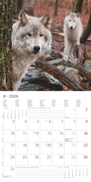 Produktbild: Wölfe 2026 - Broschürenkalender 30x30 cm (30x60 geöffnet) - Kalender mit Platz für Notizen - Wolves - Bildkalender - Wandplaner - Alpha Edition